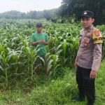 Polres Sumenep Intensif Dampingi Petani Jagung untuk Dukung Ketahanan Pangan Nasional