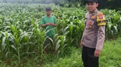 Bhabinkamtibmas Polsek Ganding memeriksa tanaman jagung milik petani di Desa Ketawang Parebaan, Kabupaten Sumenep, dalam program ketahanan pangan nasional