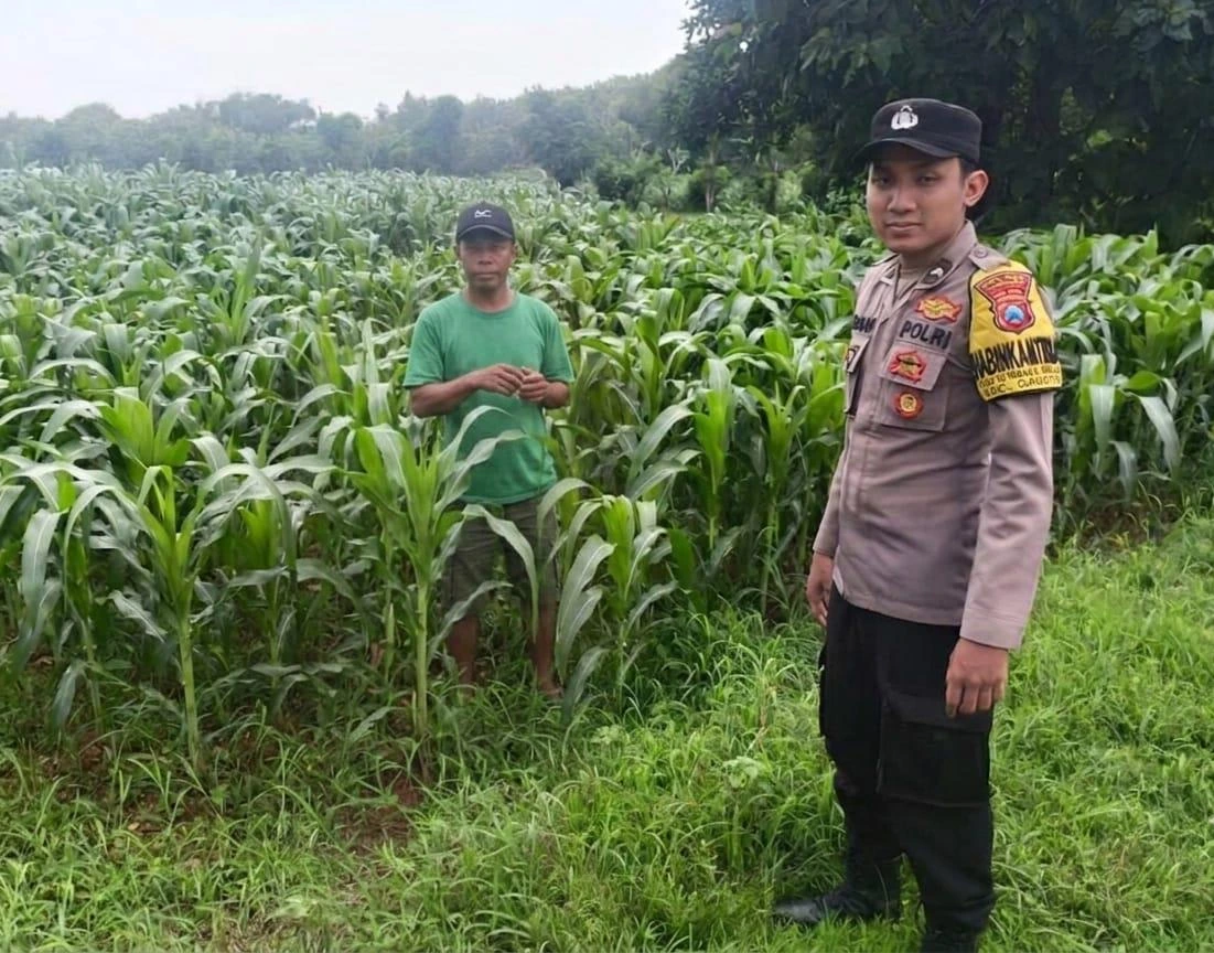Bhabinkamtibmas Polsek Ganding memeriksa tanaman jagung milik petani di Desa Ketawang Parebaan, Kabupaten Sumenep, dalam program ketahanan pangan nasional