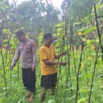 Polres Sumenep Perkuat Ketahanan Pangan, Bhabinkamtibmas Dampingi Petani Mentimun di Dungkek