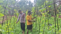Bhabinkamtibmas Polres Sumenep melakukan monitoring tanaman mentimun milik petani di Desa Romben Barat