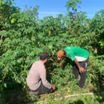 Polres Sumenep Perkuat Ketahanan Pangan, Bhabinkamtibmas Sapeken Dampingi Petani Singkong