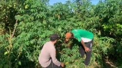 Bhabinkamtibmas Polres Sumenep mengecek tanaman singkong milik petani di Desa Sepanjang, Kecamatan Sapeken
