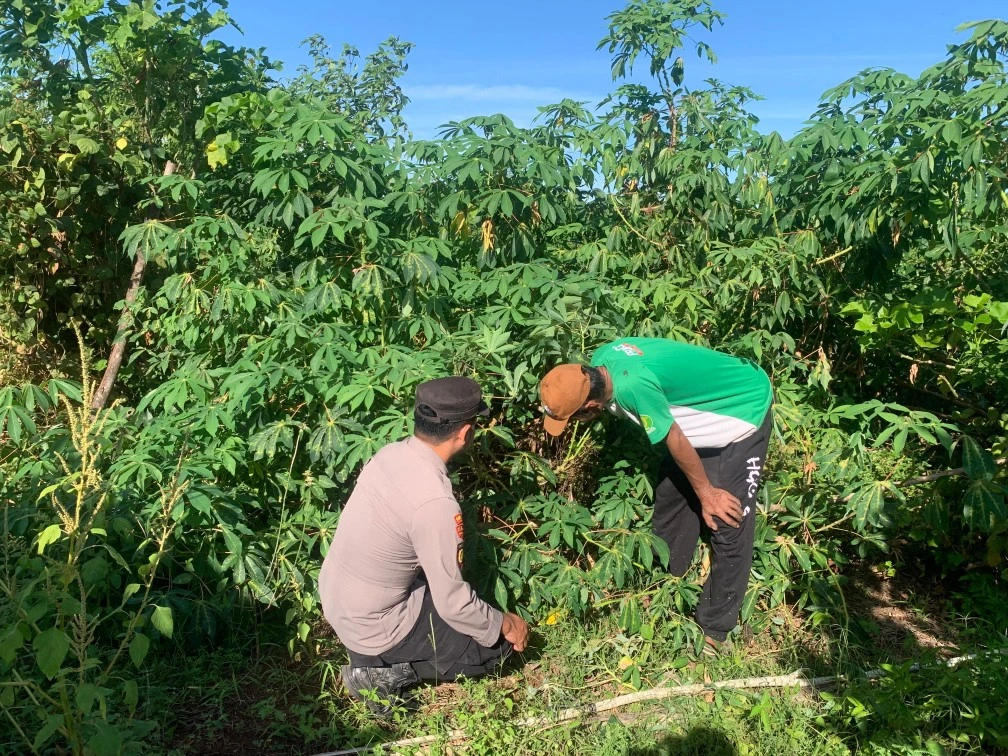 Bhabinkamtibmas Polres Sumenep mengecek tanaman singkong milik petani di Desa Sepanjang, Kecamatan Sapeken