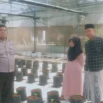 Polsek Batang-Batang Dampingi Program Ketahanan Pangan, Budidaya Melon Pertiwi di Sumenep Tunjukkan Hasil Positif