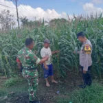 Polsek Kalianget Dampingi Warga Kelola Lahan Sayuran, Perkuat Ketahanan Pangan di Sumenep