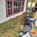 Polsek Rubaru Sumenep Dukung Ketahanan Pangan, Bhabinkamtibmas Pantau Panen Bawang Merah P2B