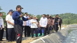 Titiek Soeharto meninjau budidaya dan panen udang Vaname bersama narapidana di Nusakambangan, Cilacap