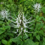 6 Manfaat Rumput Kumis Kucing untuk Kesehatan, Herbal Alami yang Baik untuk Ginjal hingga Asam Urat