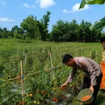 Bhabinkamtibmas Polres Sumenep Dampingi Petani Tomat di Dasuk, Perkuat Ketahanan Pangan Nasional
