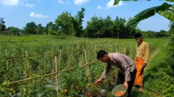 Bhabinkamtibmas Polres Sumenep mendampingi petani tomat di Desa Dasuk Timur, Kecamatan Dasuk, dalam mendukung program ketahanan pangan nasional