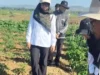 DKPP Sumenep Kendalikan Bakteri Layu pada Tanaman Cabai di Lenteng, Petani Diminta Rutin Gunakan Agen Hayati