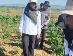 DKPP Sumenep Kendalikan Bakteri Layu pada Tanaman Cabai di Lenteng, Petani Diminta Rutin Gunakan Agen Hayati