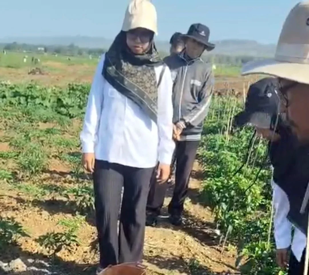 Petugas DKPP Sumenep melakukan pengendalian bakteri layu pada tanaman cabai di Desa Sendir, Kecamatan Lenteng
