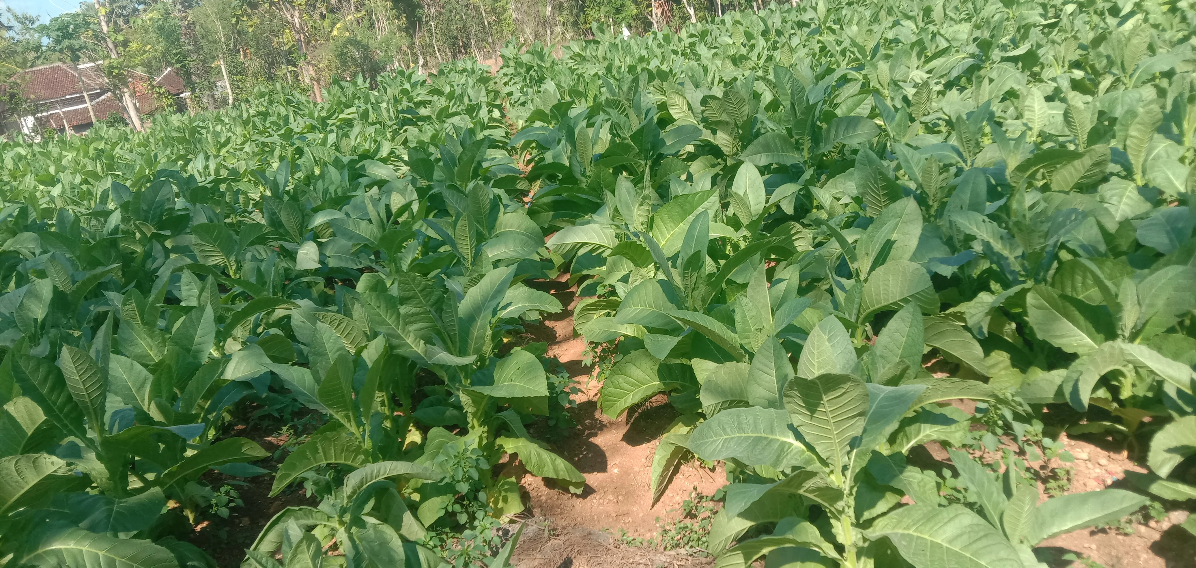 Petani Sumenep Heri merawat tanaman tembakau berkualitas di lahan pertanian Kecamatan Lenteng