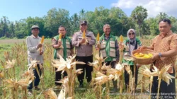 Bhabinkamtibmas Polres Sumenep mendampingi petani saat panen jagung hibrida di Desa Dapenda, Kecamatan Batang-Batang, Kabupaten Sumenep