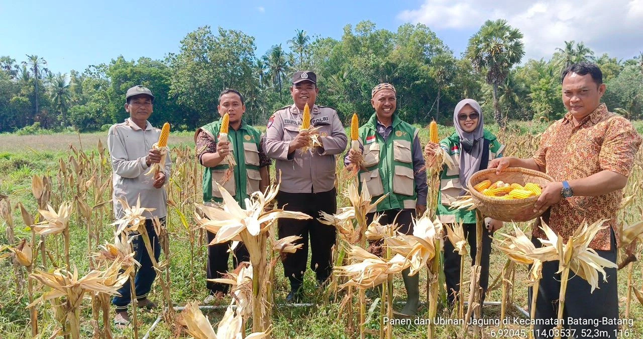 Bhabinkamtibmas Polres Sumenep mendampingi petani saat panen jagung hibrida di Desa Dapenda, Kecamatan Batang-Batang, Kabupaten Sumenep
