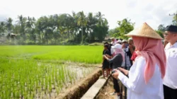 Produksi beras Banyuwangi semester I 2026 mencapai 255257 ton