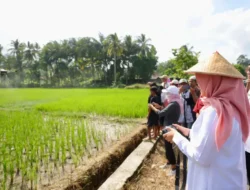 Produksi Beras Banyuwangi Capai 255.257 Ton, Surplus 174.005 Ton