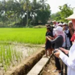Produksi Beras Banyuwangi Surplus 174.005 Ton pada Semester I 2026, Perkuat Cadangan Pangan Nasional