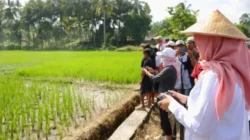 Produksi beras Banyuwangi semester I 2026 surplus 174.005 ton untuk mendukung ketahanan pangan nasional.