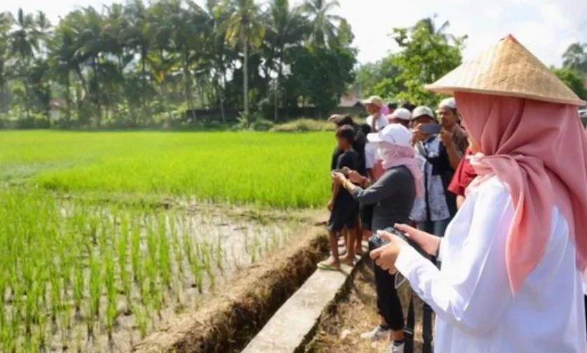 Produksi beras Banyuwangi semester I 2026 surplus 174.005 ton untuk mendukung ketahanan pangan nasional.