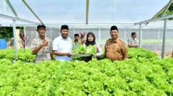 Bupati Sumenep Achmad Fauzi meninjau kebun hidroponik IRA Farm di Desa Ketawang Laok Kecamatan Ganding