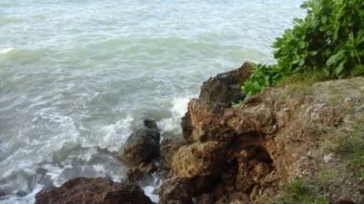 Abrasi Ancam Pesisir Selatan Giligenting, PPLHI Sumenep Dorong Perlindungan Mangrove dan Tangkis Laut