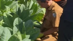 BPBD Sampang melakukan survei lokasi fenomena tanah sawah bergemuruh di Desa Gunung Eleh Kecamatan Kedungdung.