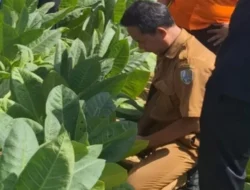 BPBD Sampang Telusuri Fenomena Tanah Sawah Bergemuruh dan Keluarkan Gelembung Udara di Kedungdung