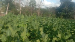 Warga Desa Lembung Barat Kecamatan Lenteng Kabupaten Sumenep beraktivitas di tengah cuaca panas yang semakin terik dan tidak menentu.