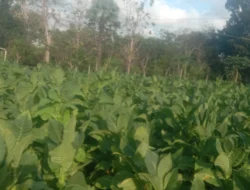 Cuaca Panas Tidak Menentu di Lembung Barat Lenteng Sumenep, Warga Keluhkan Suhu Semakin Terik