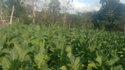 Warga Desa Lembung Barat Kecamatan Lenteng Kabupaten Sumenep beraktivitas di tengah cuaca panas yang semakin terik dan tidak menentu.