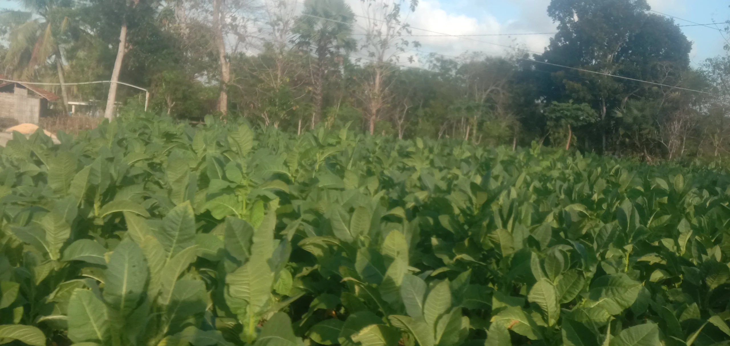Warga Desa Lembung Barat Kecamatan Lenteng Kabupaten Sumenep beraktivitas di tengah cuaca panas yang semakin terik dan tidak menentu.
