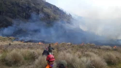 Karhutla Gunung Bromo membakar 60 hektare lahan di Probolinggo dan Malang.