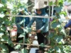 Lomba Aku Hatinya PKK di Bangkalan Dorong Pekarangan Jadi Sumber Pangan Keluarga
