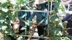 Lomba Aku Hatinya PKK Bangkalan manfaatkan pekarangan untuk pangan keluarga