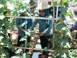 Lomba Aku Hatinya PKK di Bangkalan Dorong Pekarangan Jadi Sumber Pangan Keluarga