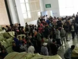 Panen Tembakau Pamekasan Dimulai, Antrean Kendaraan Mengular hingga 1 Kilometer