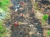 Pemerintah Belum Bentuk Satgas Khusus Karhutla, Tiga Batalyon Dikerahkan