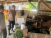 Polsek Batuputih Dampingi Peternak Sapi, Dukung Program Ketahanan Pangan Presiden di Sumenep
