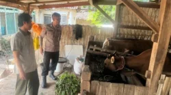 Bhabinkamtibmas Polsek Batuputih mengecek ternak sapi warga di Desa Gedang-Gedang Sumenep
