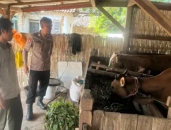 Polsek Batuputih Dampingi Peternak Sapi, Dukung Program Ketahanan Pangan Presiden di Sumenep