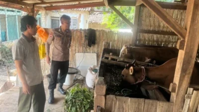Bhabinkamtibmas Polsek Batuputih mengecek ternak sapi warga di Desa Gedang-Gedang Sumenep