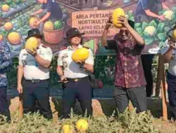 5.400 Semangka Golden di Lapas Pamekasan Mulai Dipanen