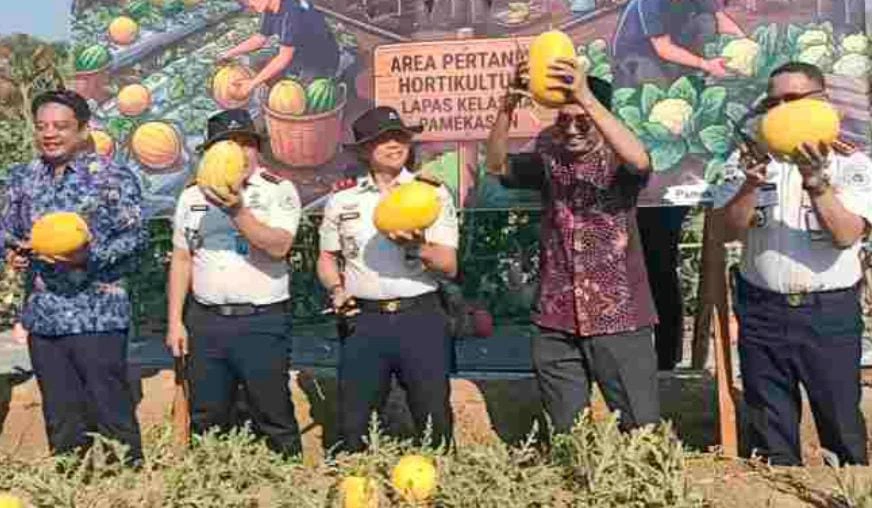 Panen semangka golden di Lapas Kelas IIA Pamekasan