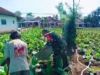 Babinsa Koramil Gapura Bantu Petani Siram Tembakau di Sumenep