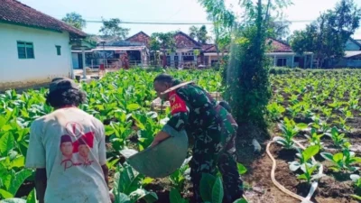 Babinsa Kopka Hendri membantu petani menyiram tembakau di Desa Banjar Sumenep