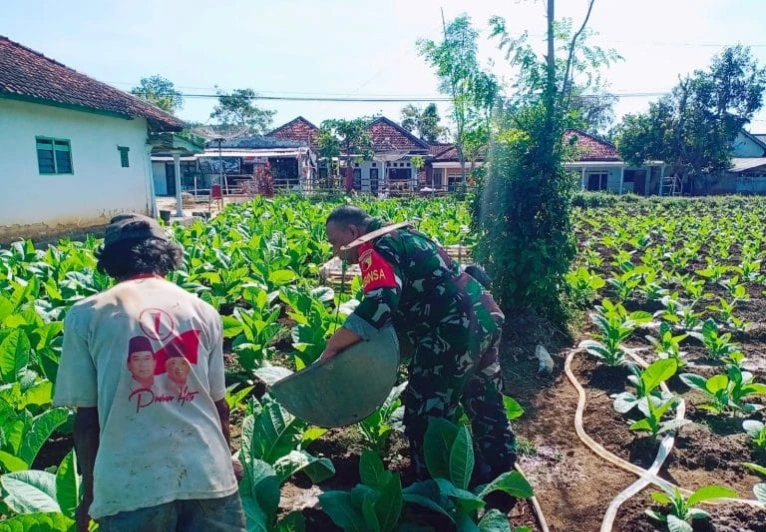 Babinsa Kopka Hendri membantu petani menyiram tembakau di Desa Banjar Sumenep