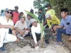Bupati Bangkalan Tanam Kelapa, Program Budidaya Ditargetkan Capai 100 Hektare